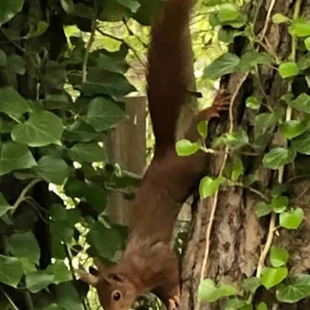 シャレー Forest Hattem Hattemerbroek
