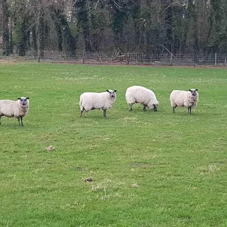 Forest Hattem * Hattemerbroek