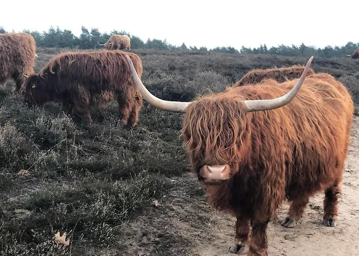 Chalet Forest Hattem *