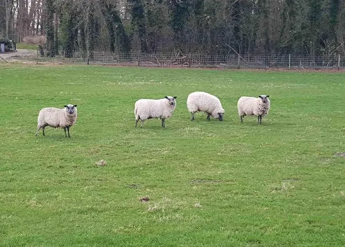 Forest Hattem * Hattemerbroek